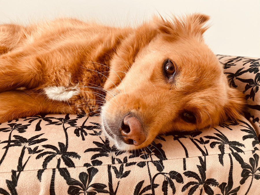 Pouf chien en mousse Palm'Beach